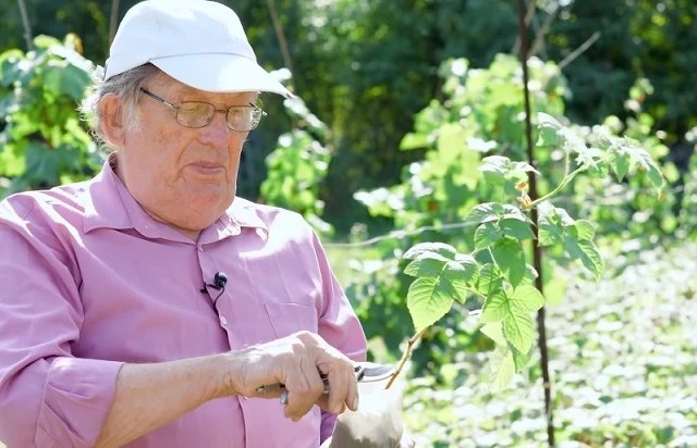 Стебли молодых побегов имеют коричневатую окраску