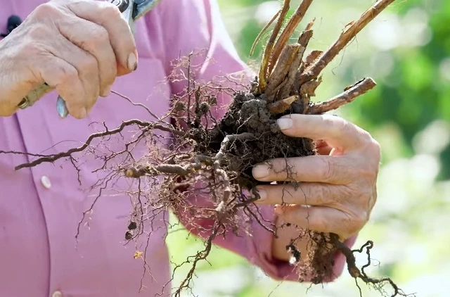 В корнях старых кустов могут обитать болезни