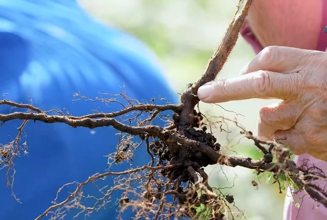 Почка замещения