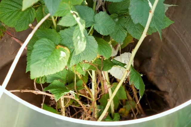 Отпрыски помещают в бочку