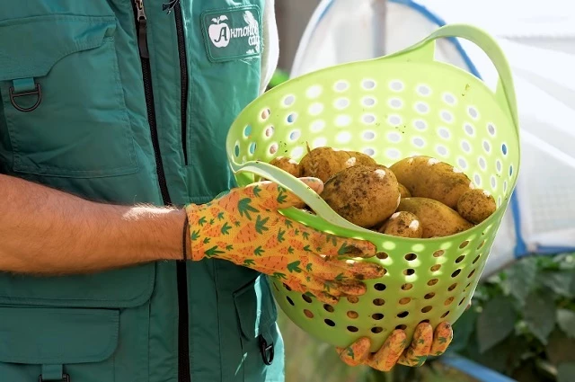 Урожай картофеля