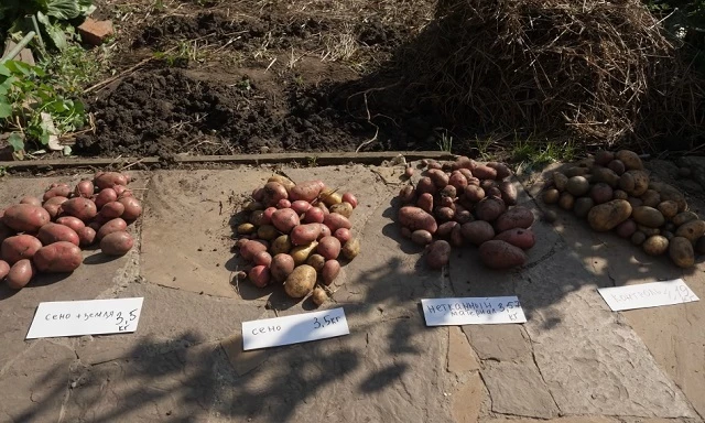 Урожай экспериментального картофеля