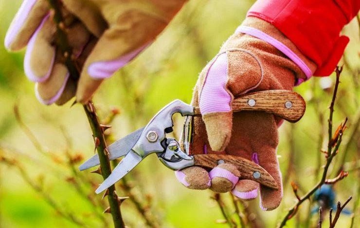 укоренение черенков роз