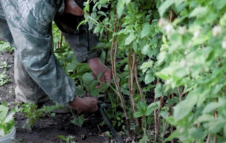 Как обрезать ремонтантную малину осенью перед зимовкой