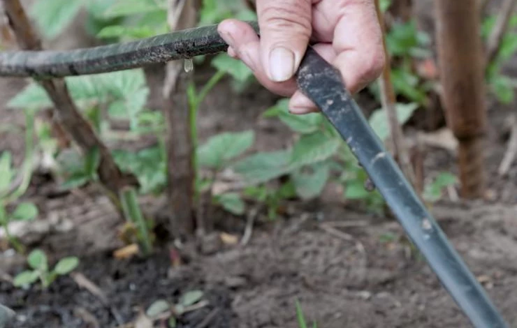 Как поливать ремонтантную малину осенью