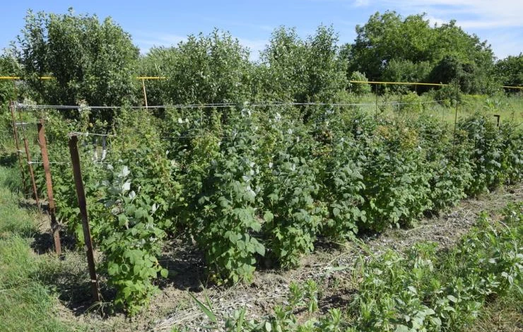 Как подвязать малину осенью