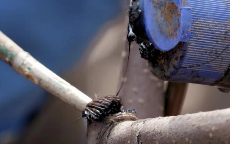 правила обрезки груши осенью