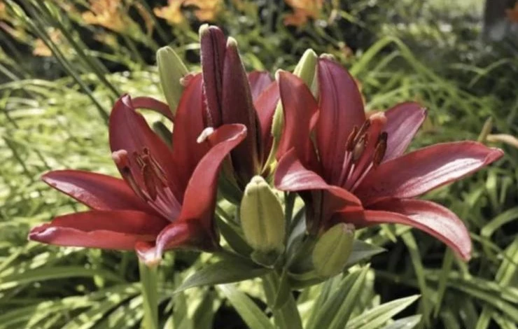 когда обрезать лилии