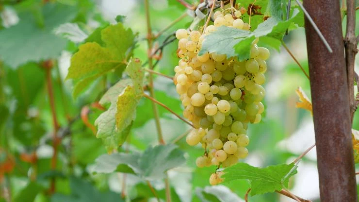 Виноград сорта "Алешенькин"