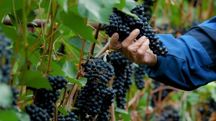 Сорт винограда "БЧЗ"