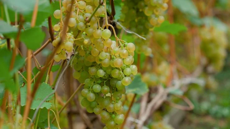 Виноград "Краса севера"