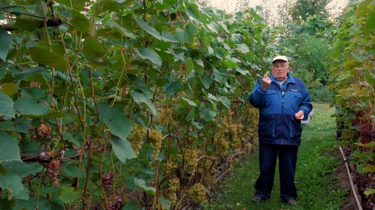 Виноград сажают в доращенном состоянии