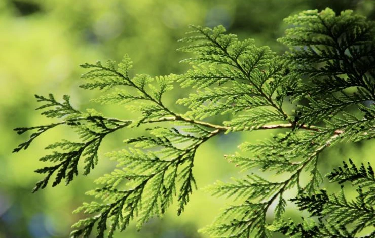 как правильно посадить тую