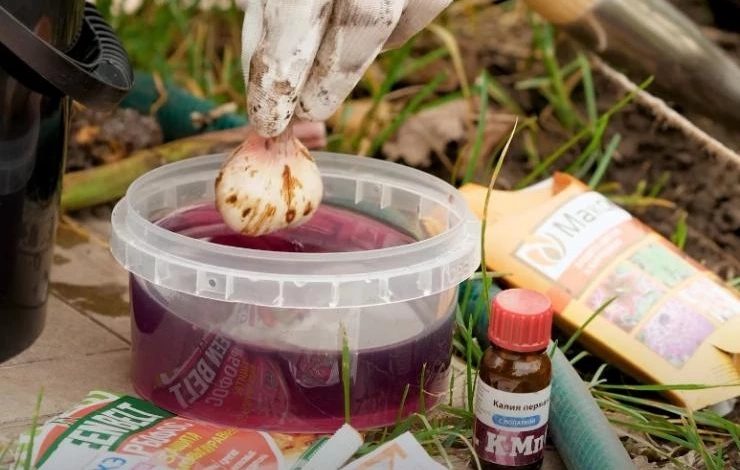 Выкопанные луковицы гладиолусов обрабатывают марганцовкой