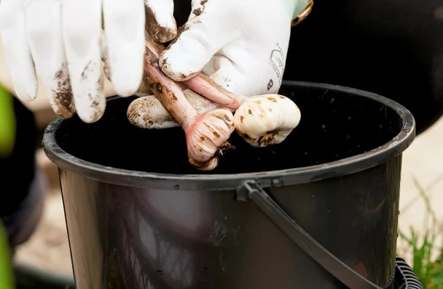 Луковки гладиолуса