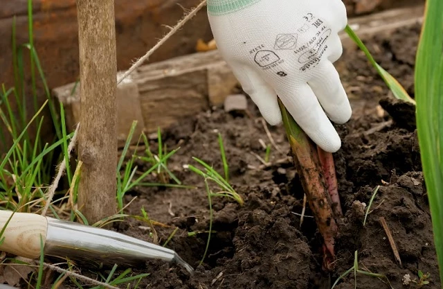 Выкопка гладиолусов