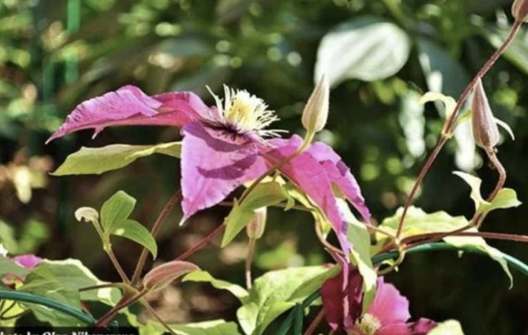 Зачем нужна обрезка клематисов