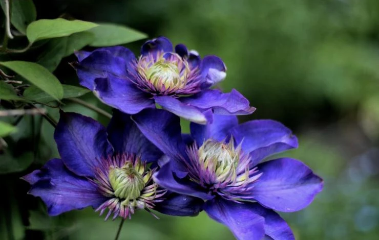 Какие клематисы относятся ко второй группе обрезки