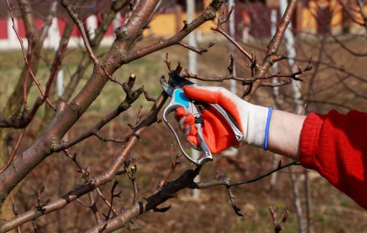 Лунный календарь работа в саду и огороде на октябрь