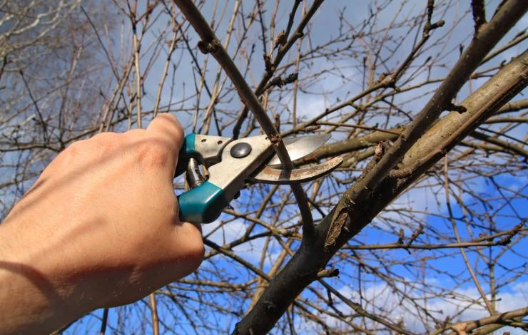 как обрезать трехлетнюю грушу осенью