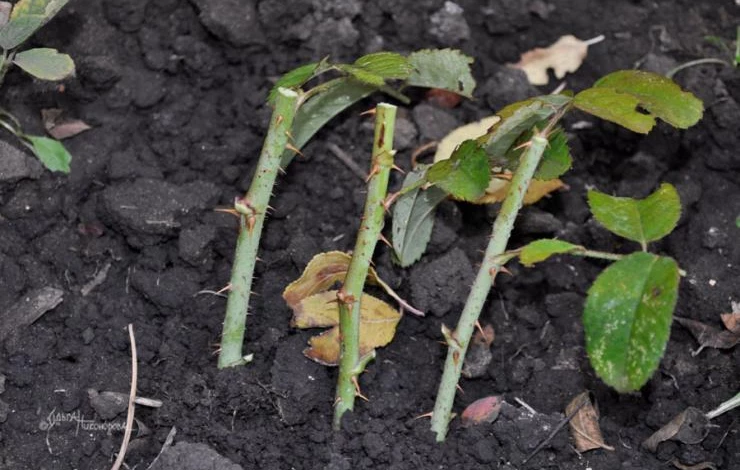 Как нарезать черенки роз осенью