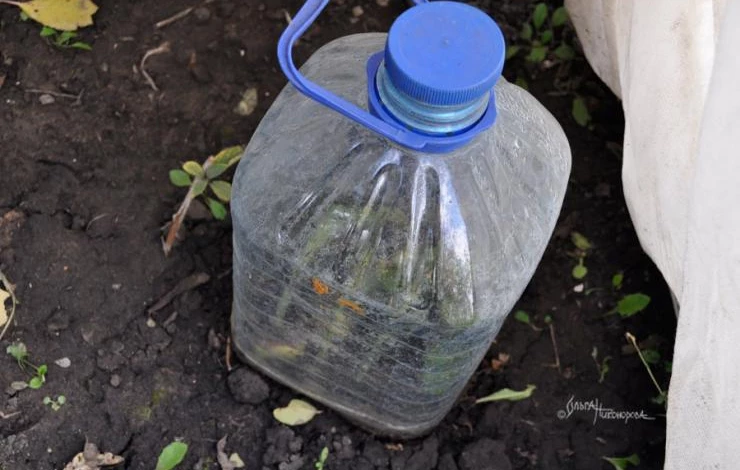 Как укоренить розы в открытом грунте осенью