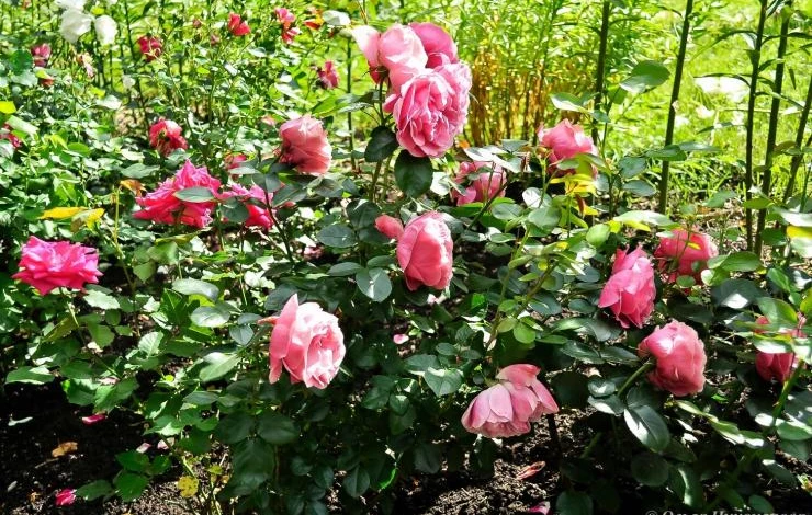 Какие розы лучше всего укореняются