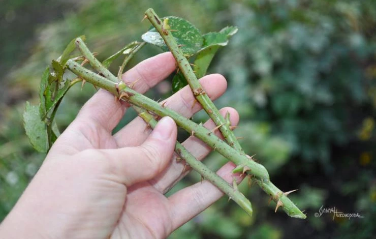 Как укоренить розы в домашних условиях осенью