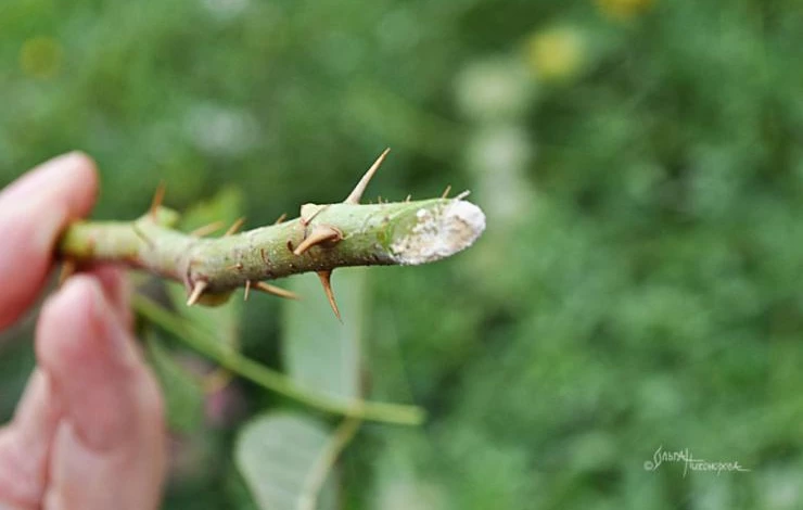 Укоренение роз в картофеле осенью