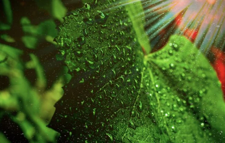 Как правильно обрабатывать виноград осенью перед укрытием