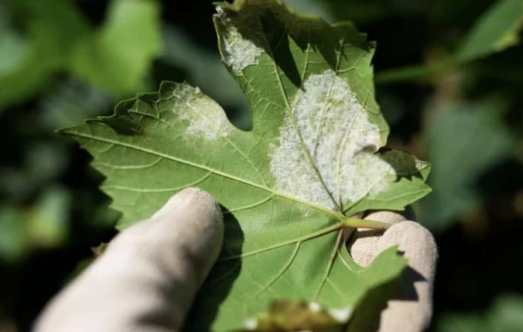 Чем обработать виноград от мучнистой росы перед зимой