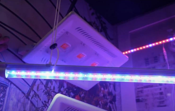 эффективная фитолампа для рассады