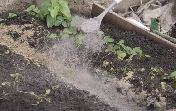 подготовка к посадке бульбочек чеснока осенью