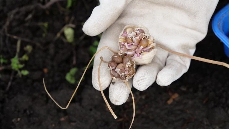 нужно ли обрабатывать бульбочки чеснока перед посадкой