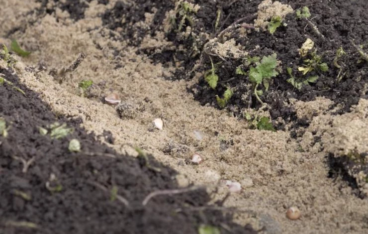 Как класть бульбочки чеснока в лунку