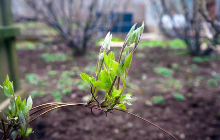 Подходящая для размножения отводками ветка клематиса