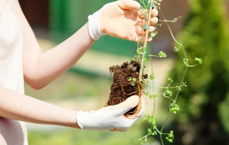 Молодой саженец клематиса