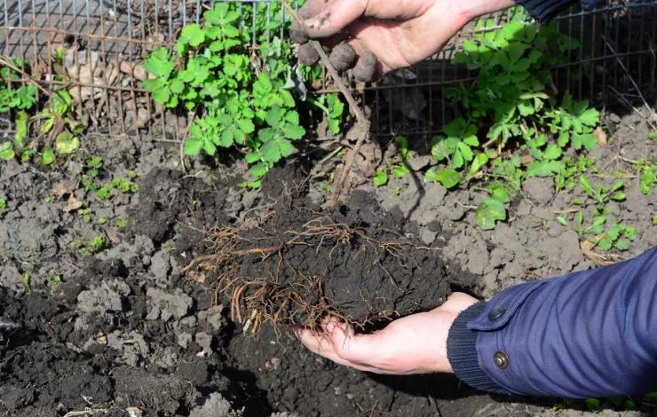 Корневая система клематиса