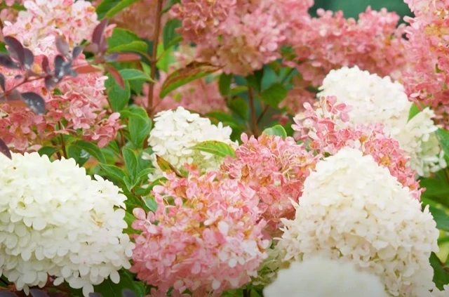 Гортензия Ванила Фрайз