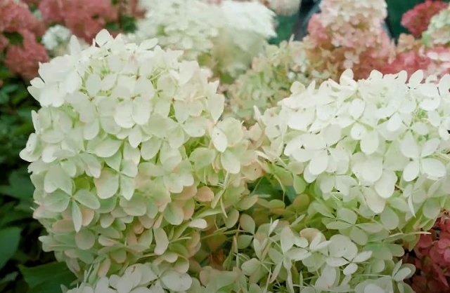 Гортензия Мэджикал Мунлайт для Сибири