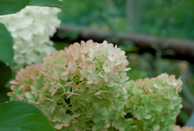 Гортензия Сандей Фрайз