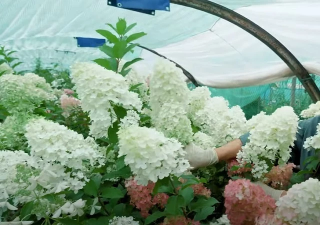 Сорт Сильвер Доллар для выращивания в Сибири