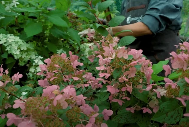 Гортензия Вимс Рэд