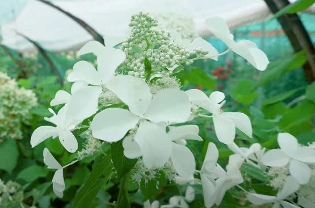 Гортензия Левана