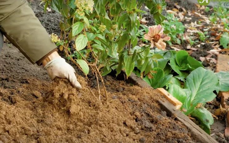 Мульчирование перегноем осенью