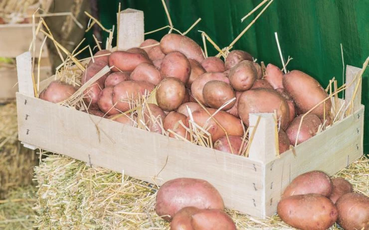 Хранение картошки в ящике с сеном