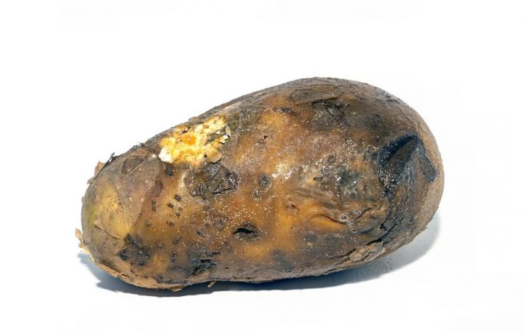 Мокрая гниль клубней картофеля