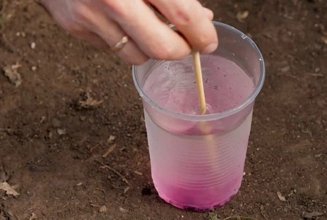 Раствор марганцовки для обработки почвы в теплице