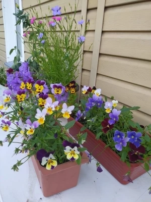 Анютины глазки