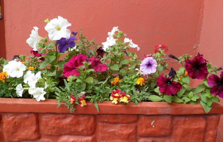 Цветочница с пестрыми летними цветами